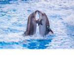 Team Dolphin's