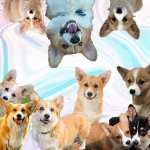 The Corgi Crew <3