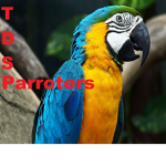 Tower Defense Simulator People (Parrots)
