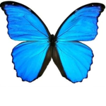 Butterfly1on2 Group the best group ever