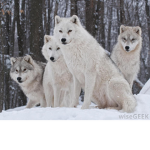Wolf Fun Group