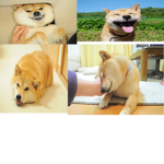 The Doge World of DOGES!