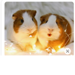 piggy groupy