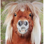 Charli’s local Pony’s