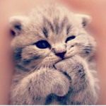 #Animal Army for life