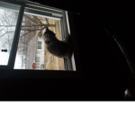 I love cats idk