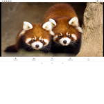 Red panda squad for life