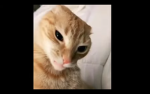 CATS! ( >v<)