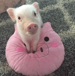- Pig Savers! -