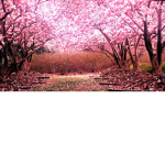sakura blossom squad!