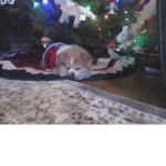 my cat is so cute56