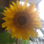 The Sun Flower Club