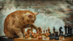 chess cat