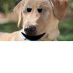 Marley from Marley and Me Fan Club