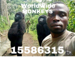 Worldwide Monkeys