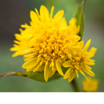 #theflowersquad
