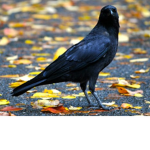 The Crows Group