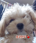 초코만두(공식 그룹)