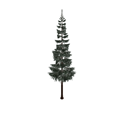Pine Tree