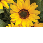 sunflower_squadxxx