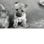 The Anti Animal Abuse Group