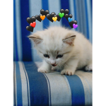 TheOriginalCats