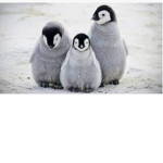 penguin only.