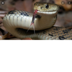 Snake ######