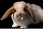 Bloop Bunnys