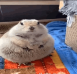 Potato group :D.