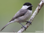Birds are friends