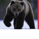 Smart bear