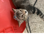 Prince kitty