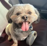 #scooter