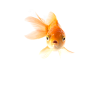 yayy fishyy