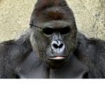 leagly cool gorrilas
