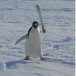 NOOT NOOT >:V