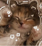 Girl cat luvs