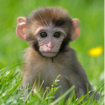 TEH #MONKEYSQUAD FOREVER
