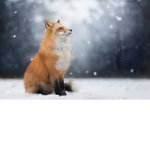 The Foxes Gang