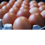 the egg ink