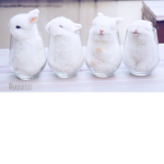 BUNNIES IN CUPS