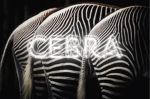 CEBRA CLAN