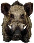 Hog Foundation