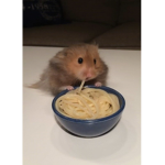 The Universe Hamsters