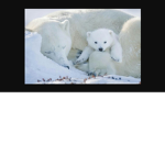 squad baby bear