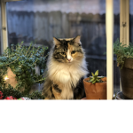 My cats fans group