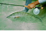 Southern fisherman