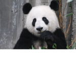 Panda2006