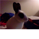 Rabbit masters